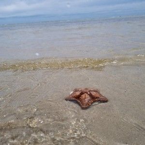 Meet your Posher, Devorah